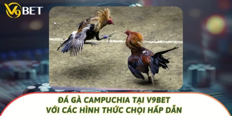 Đá Gà Campuchia Tại V9bet Với Các Hình Thức Chọi Hấp Dẫn