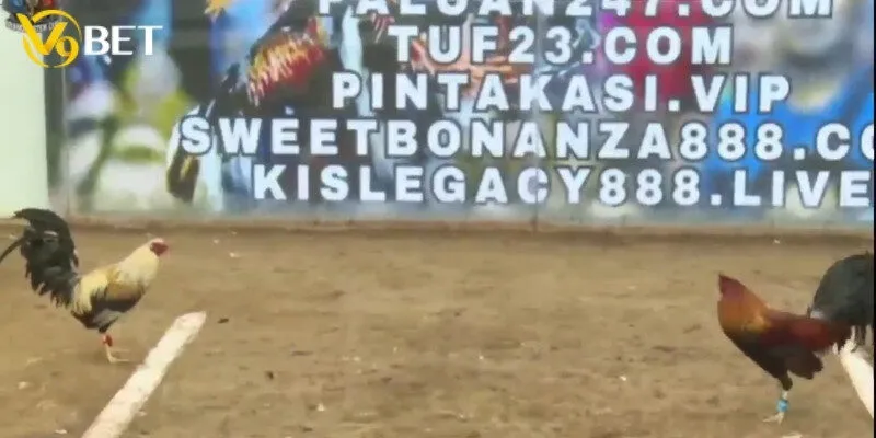 Điểm đặc biệt khi tham gia đá gà cựa dao 