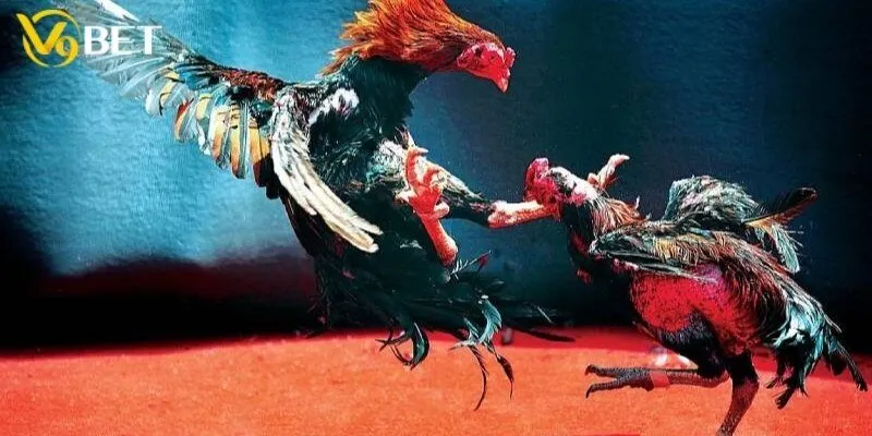 Đánh giá về đá gà Campuchia tại V9bet