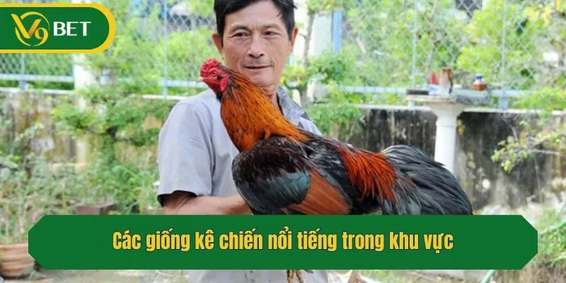 Các giống kê chiến nổi tiếng trong khu vực