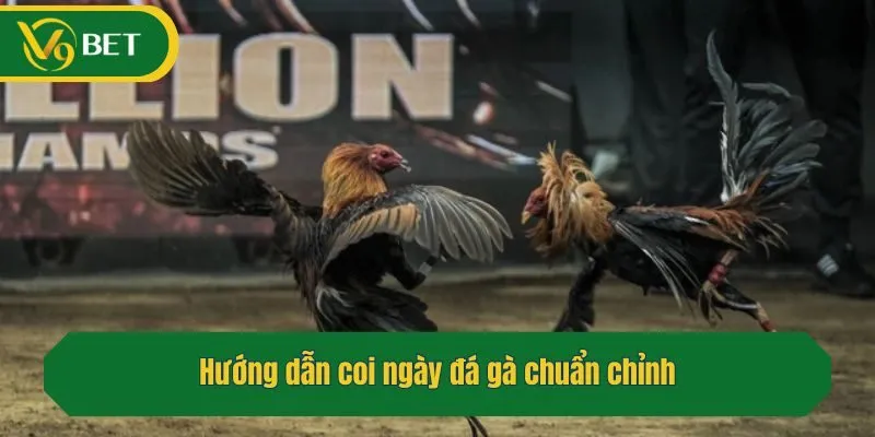 Hướng dẫn coi ngày đá gà chuẩn chỉnh