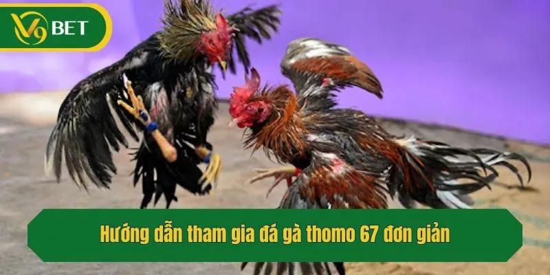 Hướng dẫn tham gia đá gà thomo 67 đơn giản