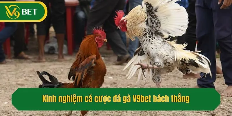 Kinh nghiệm cá cược đá gà bách thắng