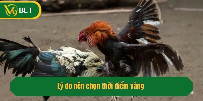 Lý do nên chọn thời điểm vàng