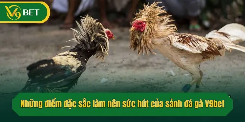 Những điểm đặc sắc làm nên sức hút của sảnh đá gà