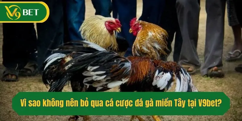 Vì sao không nên bỏ qua cá cược đá gà miền Tây tại V9bet?